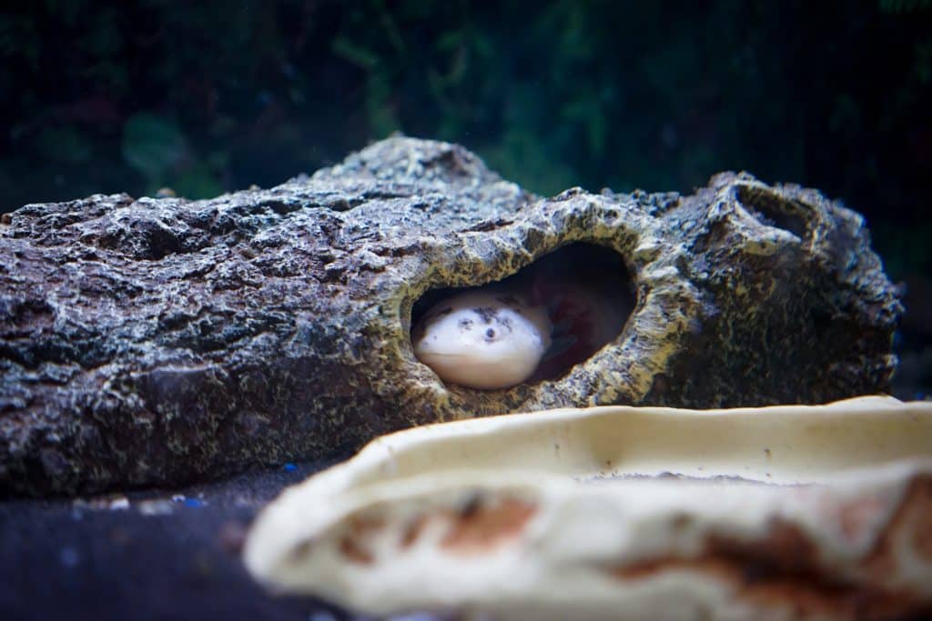 Aquarium pour axolotl