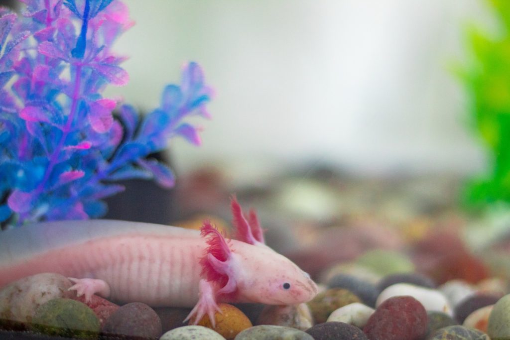 Nourrir un axolotl