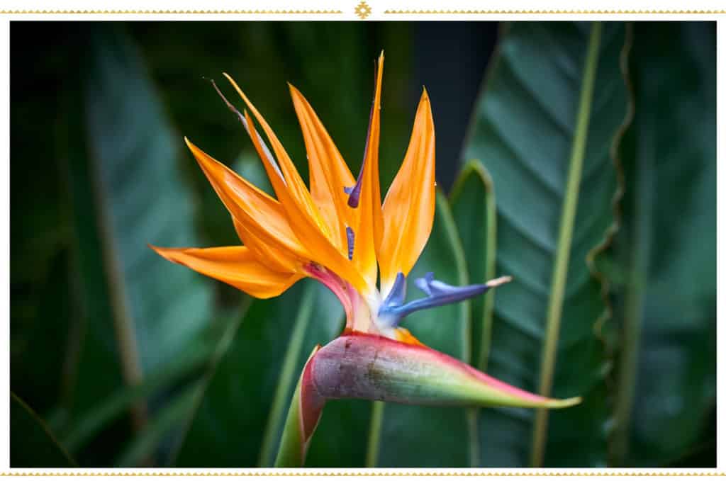 Oiseau de paradis