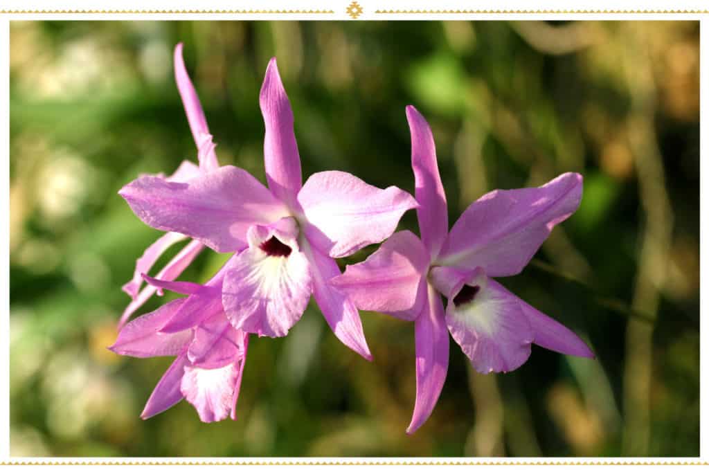 Orchidée Laelia