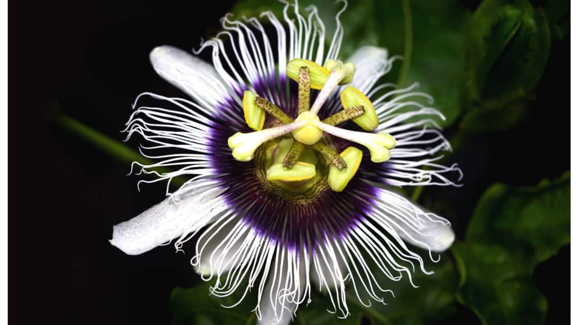 15 Fleurs mexicaines à découvrir
