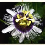 Passiflore mexicaine