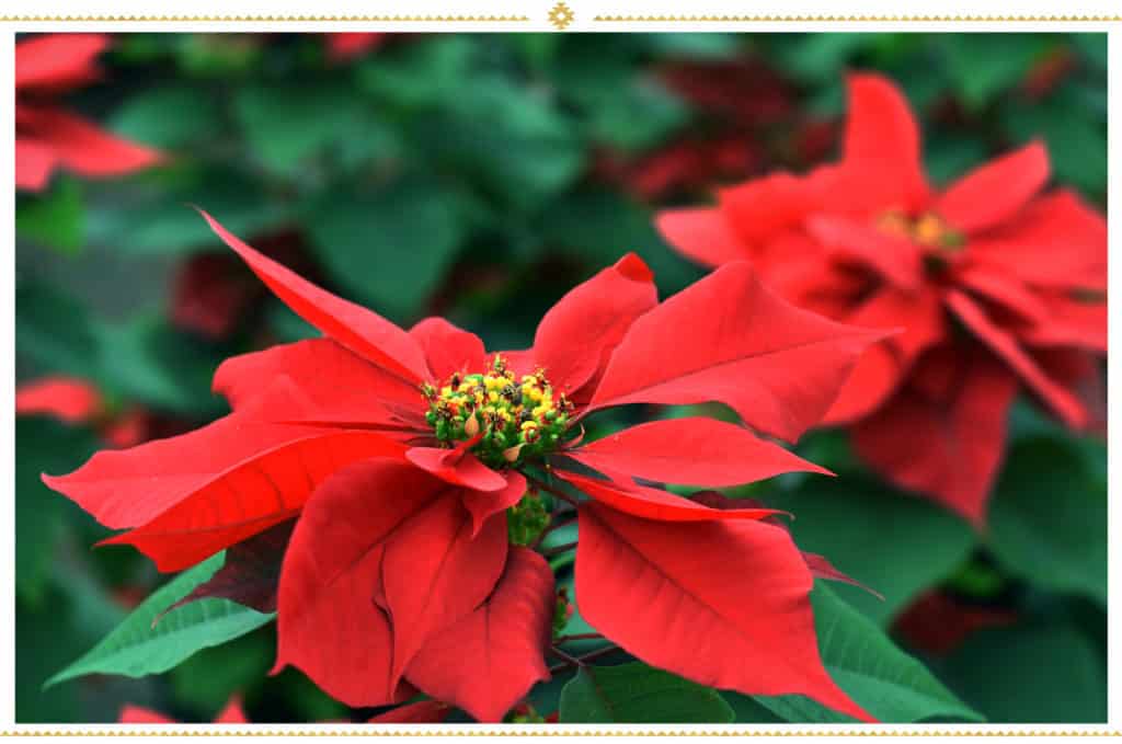 Poinsettia