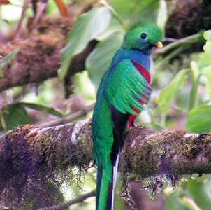 Quetzal resplendissant