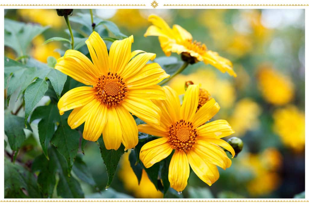 Tournesol mexicain