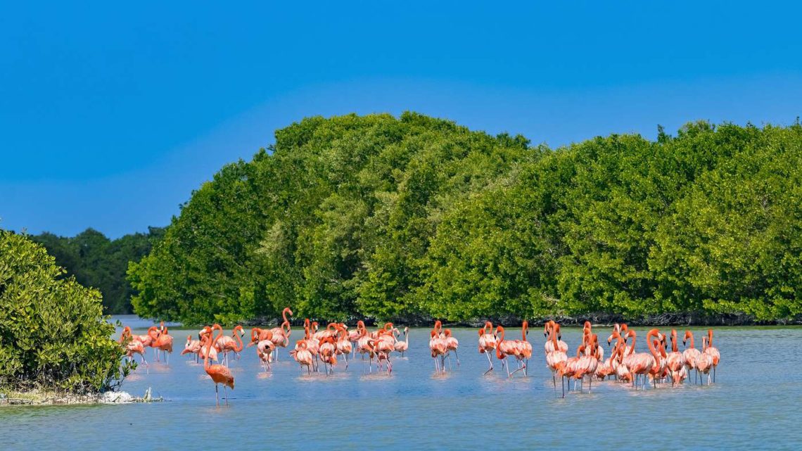 Partons à la découverte de la péninsule de Celestun dans le Yucatan