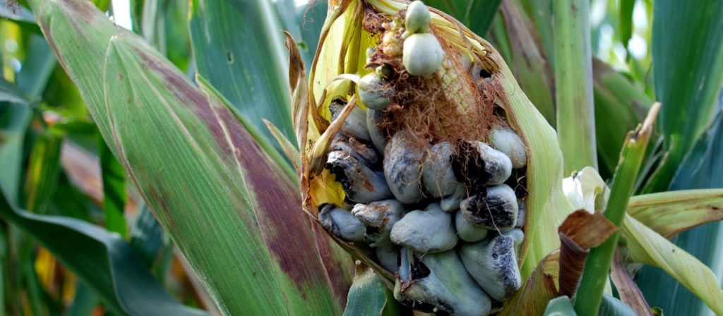 Huitlacoche