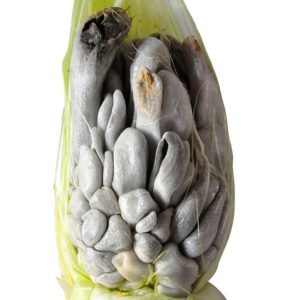 Huitlacoche mexicain