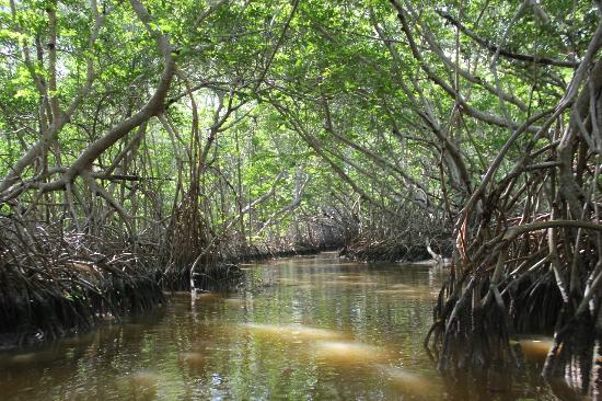 Mangroves Celestun