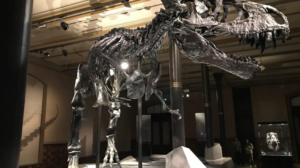 Où voir des fossiles de dinosaures au Mexique ?