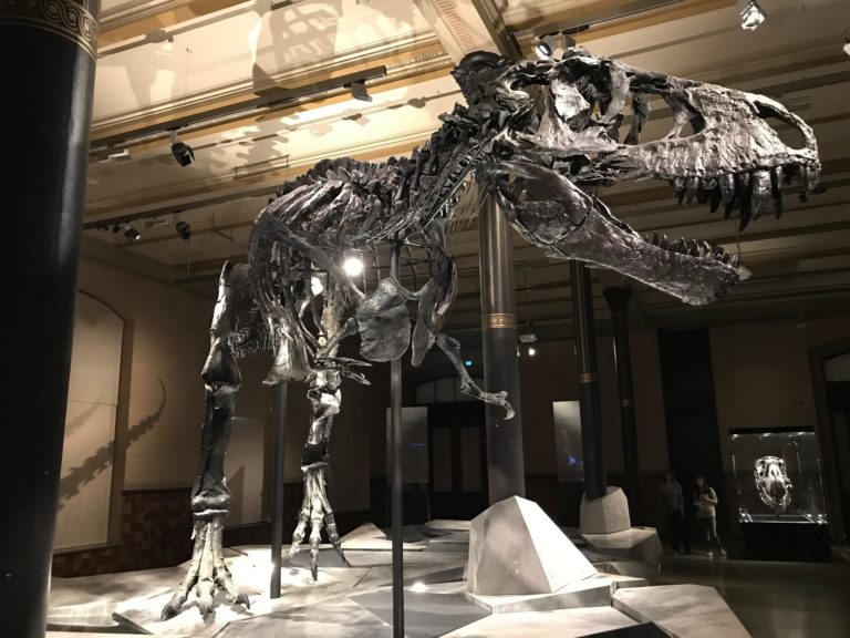 Où voir des fossiles de dinosaures au Mexique ?