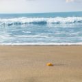 La meilleure période pour partir à Los Cabos