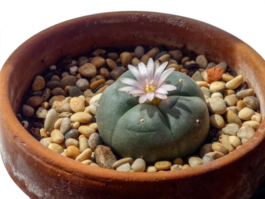 Le peyote | Cactus hallucinogène du Mexique