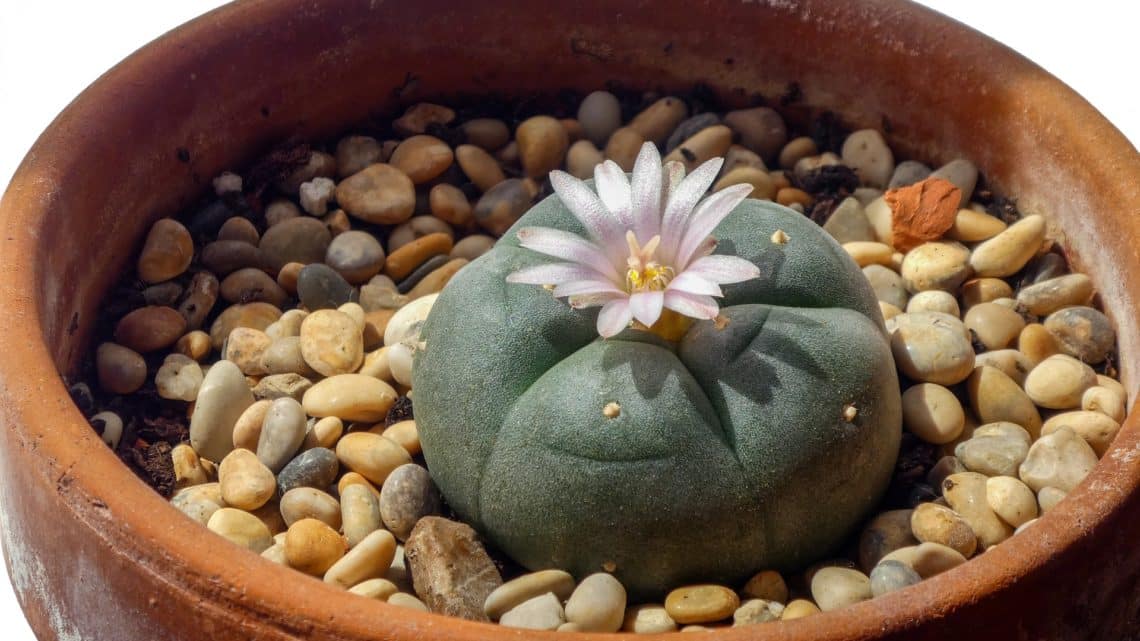 Le peyote | Cactus hallucinogène du Mexique