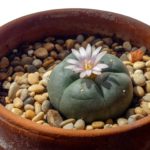 Le peyote | Cactus hallucinogène du Mexique