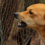 La rage au Mexique | Mythe ou danger réel ?