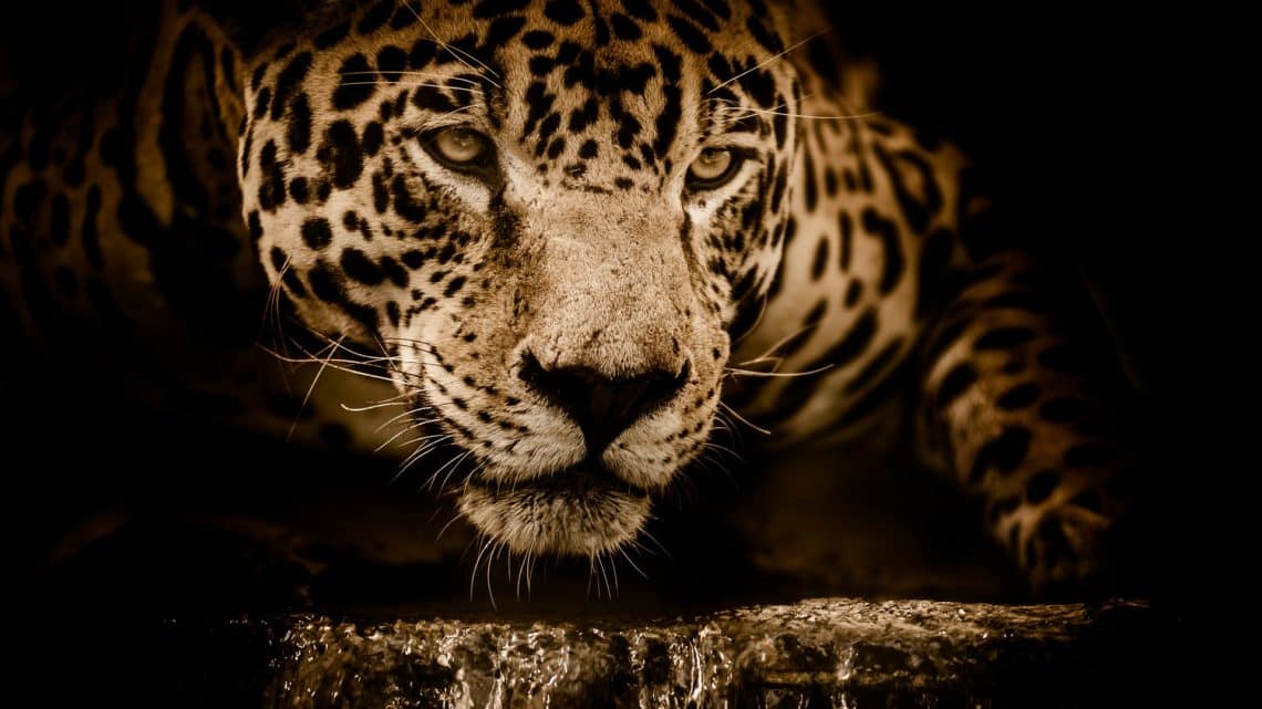 Les jaguars au Mexique | Espèce en voie d’extinction