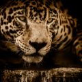 Les jaguars au Mexique | Espèce en voie d'extinction