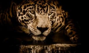 Les jaguars au Mexique | Espèce en voie d'extinction