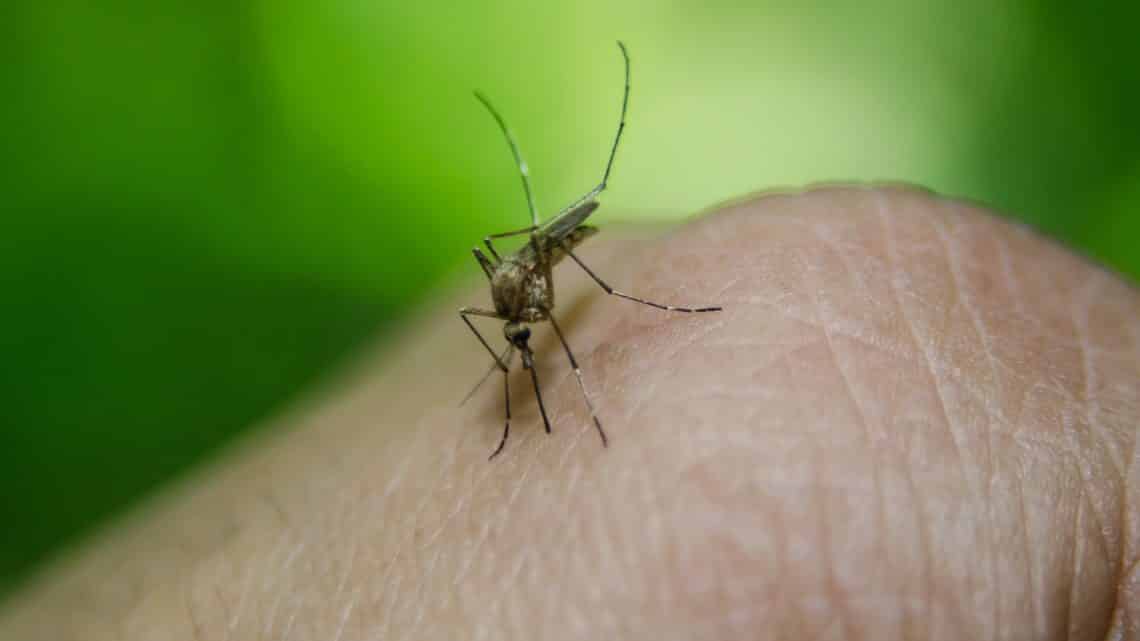 Le paludisme (malaria) au Mexique