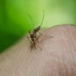 Le paludisme (malaria) au Mexique