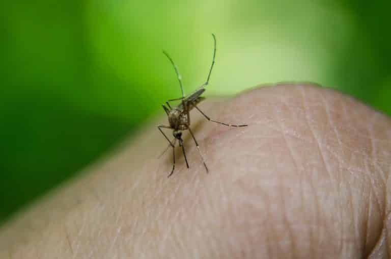 Le paludisme (malaria) au Mexique