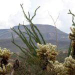 Les coyotes du Mexique | frontière Etats-Unis