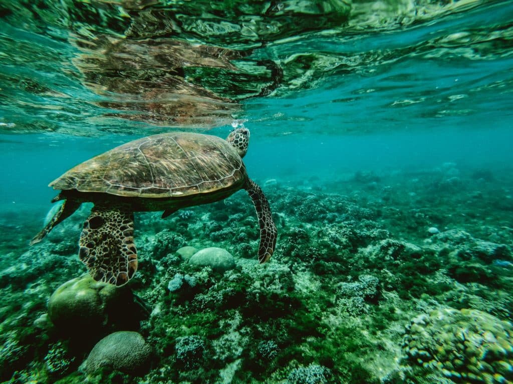 Observer les tortues à Akumal