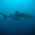 Le requin-baleine | Le plus grand poisson du monde