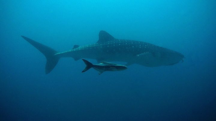 Le requin-baleine | Le plus grand poisson du monde