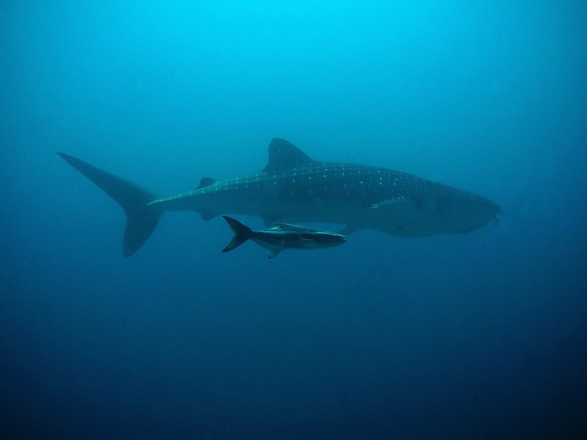 Le requinbaleine Le plus grand poisson du monde