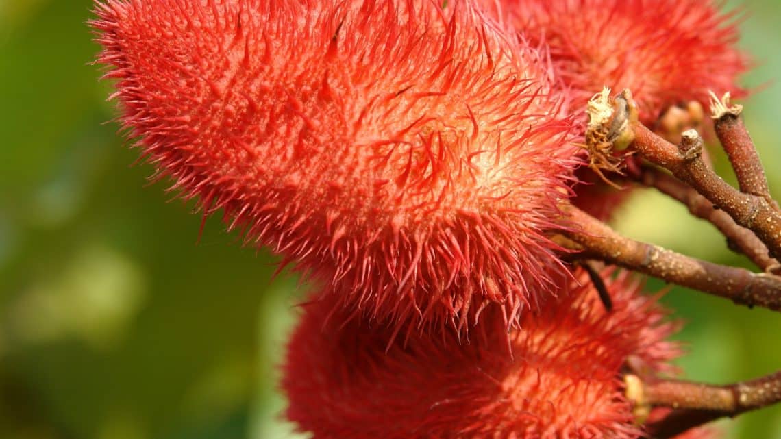 L’achiote ou roucou | 6 bénéfices pour la santé
