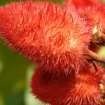 L'achiote ou roucou | 6 bénéfices pour la santé
