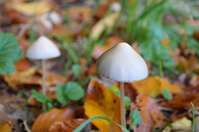 champignon mexicain