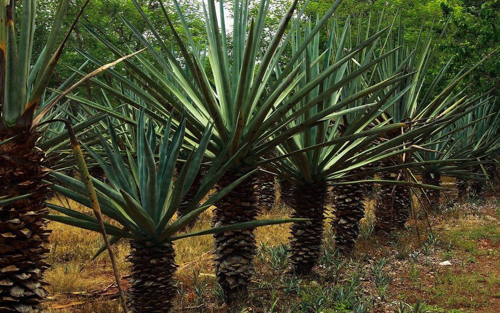 L’henequén ou l’or vert du Yucatán | Qu’est-ce que c’est ?