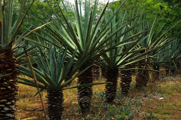 L'henequén ou l'or vert du Yucatán | Qu'est-ce que c'est ?