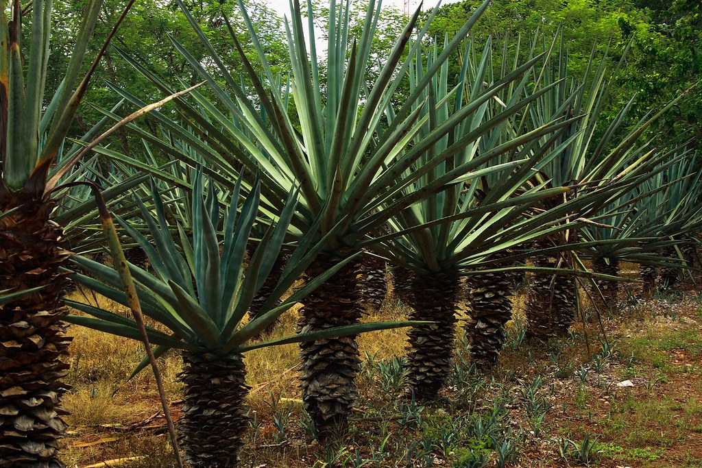 Agave Du Mexique Dans Les Mots Fleches Et Mots Croises
