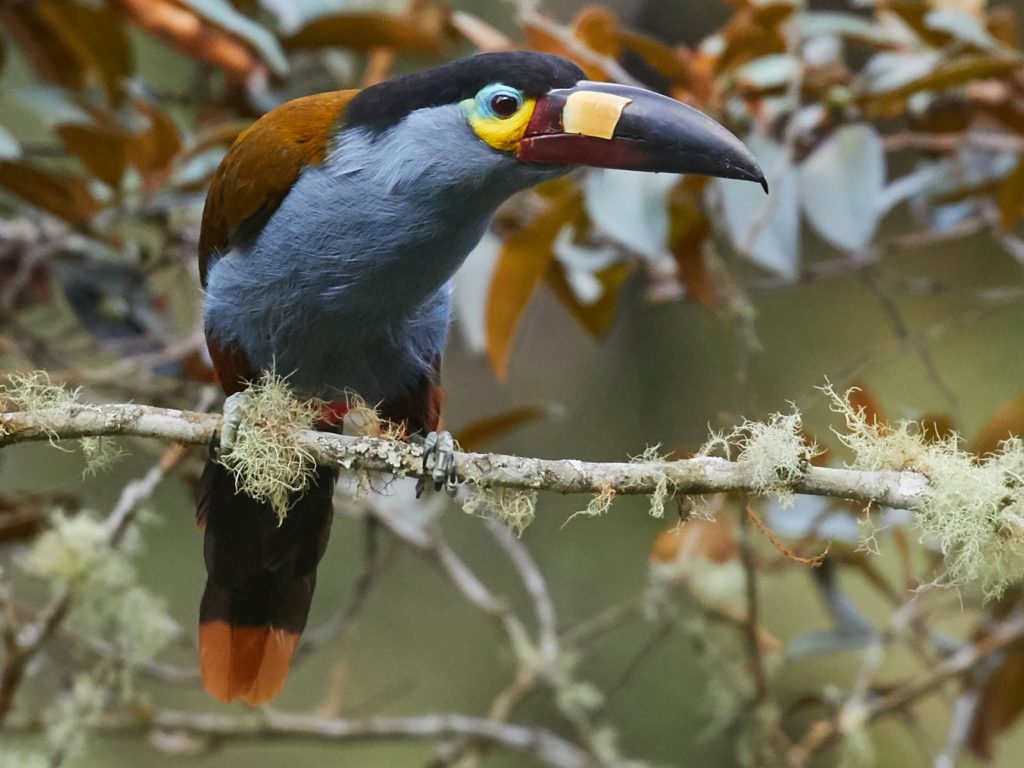 Toucan des Andes (Toucan montagnard)