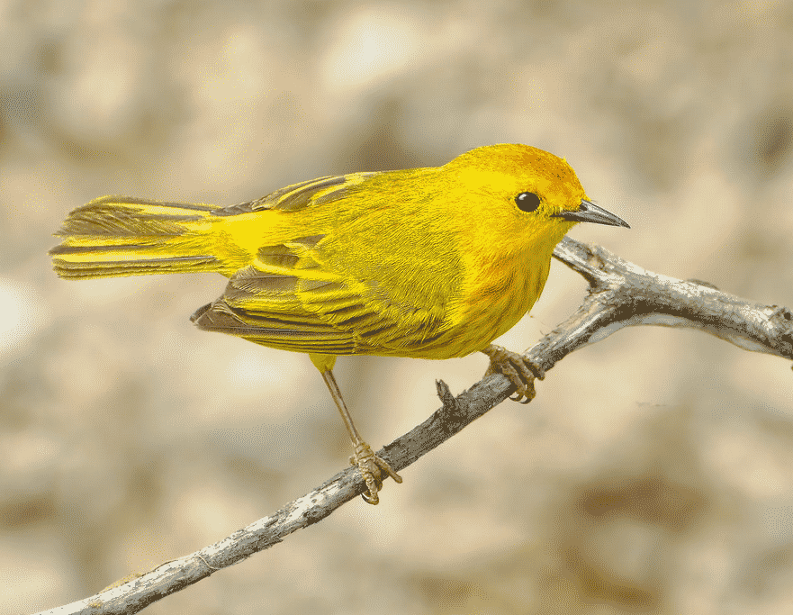 Paruline jaune (Setophaga petechia)