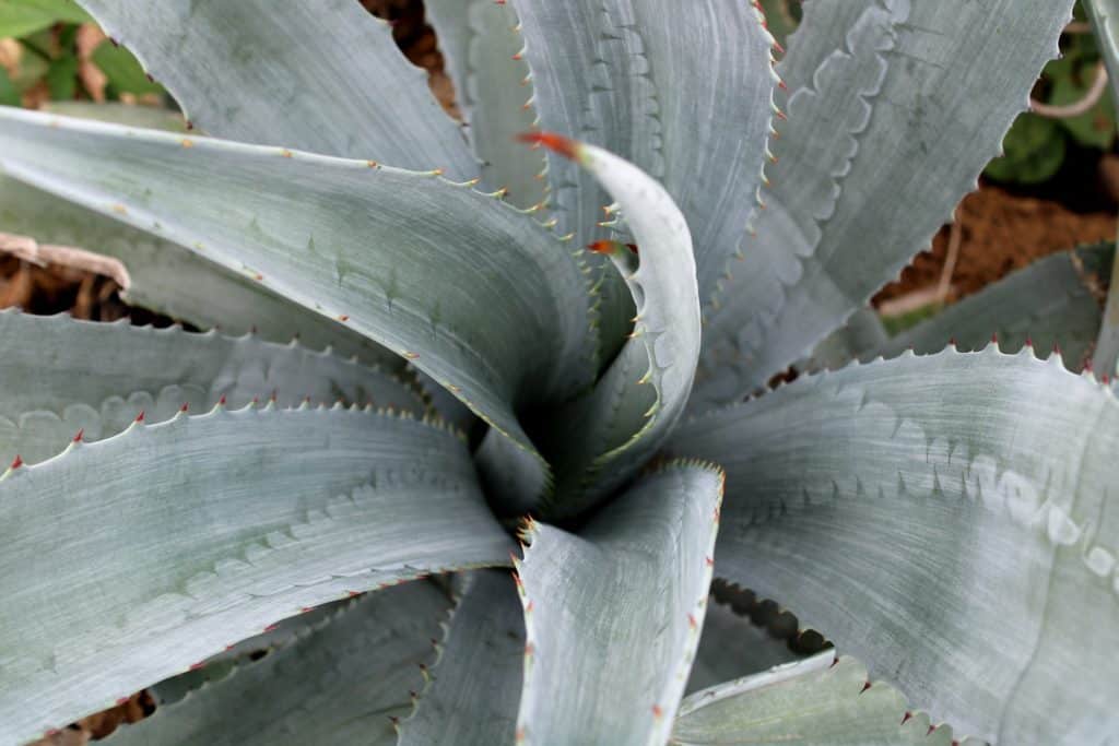 Excursion d'une journée à Tequila avec dégustation