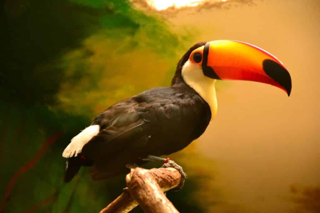 Toucan Toco animal