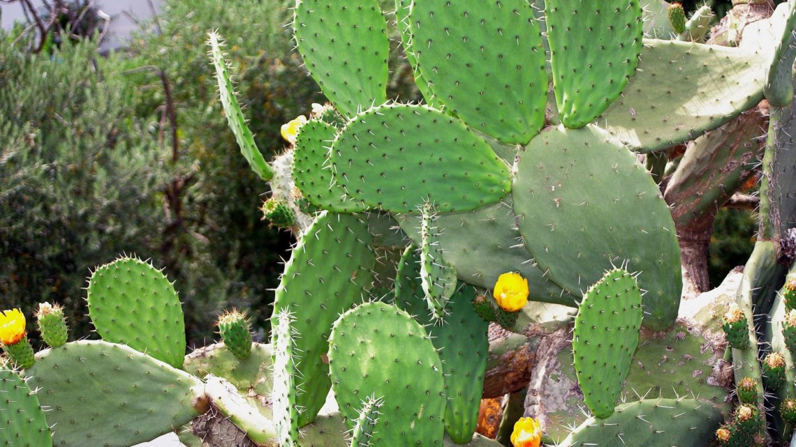 Le Nopal | Cactus rond plat avec des épines