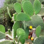 Le Nopal | Le cactus rond plat avec des épines