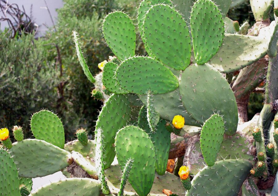 Le Nopal | Le cactus rond plat avec des épines