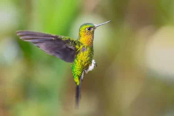 Colibri à queue large (Selasphorus platycercus)