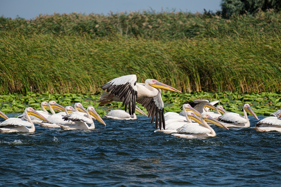 Pélican blanc (Pelecanus erythrorhynchus)