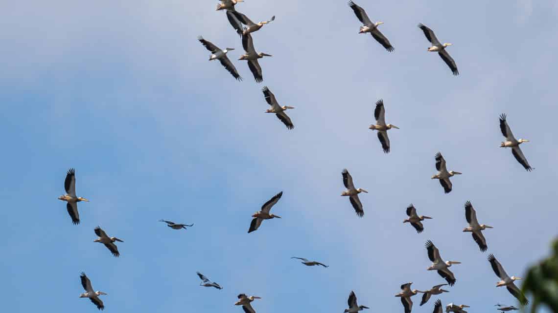 5 oiseaux migrateurs qui passent par le Mexique