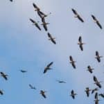 5 oiseaux migrateurs qui passent par le Mexique