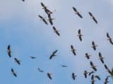 5 oiseaux migrateurs qui passent par le Mexique