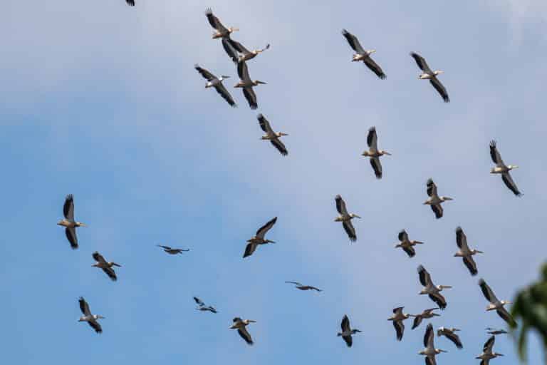 5 oiseaux migrateurs qui passent par le Mexique